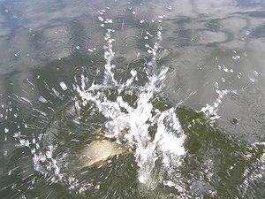 Изображение 1 : Ока калужская, пойменное озеро, на днях.