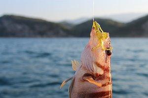 Изображение 1 : Рыбалка и отдых в Абхазии