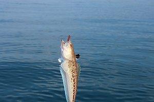 Изображение 1 : Рыбалка и отдых в Абхазии