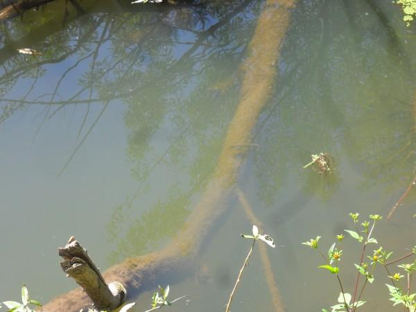 Изображение 1 : Мелкая речка. Крупные воблеры. Щука....