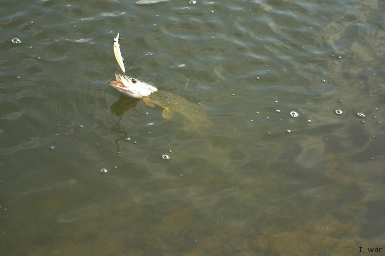 Изображение 1 : Воскресная рыбалка.