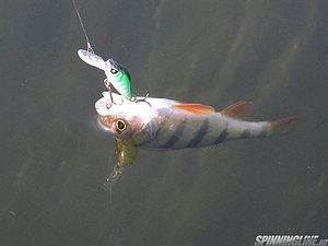 Изображение 1 : В поисках рыбацкого счастья с KOSADAKA  SMST LS 180ULT