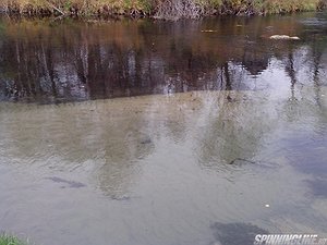 Изображение 1 : Река Кудьма 11.10.14.+три хвоста. Фоторепортаж в стиле "no comments".(№20)
