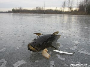 Изображение 1 : Подледный басс. The beginning of ice fishing.