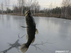 Изображение 1 : Подледный басс. The beginning of ice fishing.