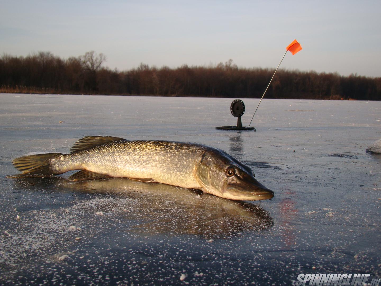 Как ловить хариуса зимой на малых реках - Особенности выбора