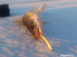 Изображение 1 : Рыбное ассорти.