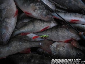 Изображение 1 : Отчет о блеснильной рыбалке на Ладожском озере, поселок Лаврово