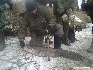 Изображение 1 : Зимний сом или повесть о настоящем мультоводе